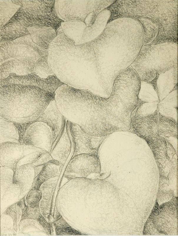Leaves