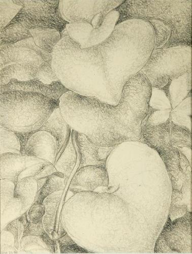 Leaves