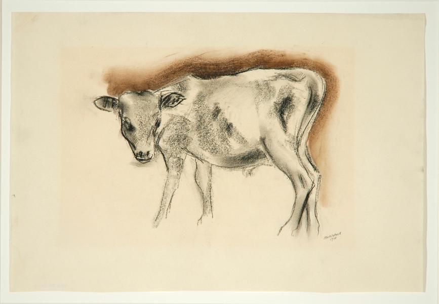 Calf