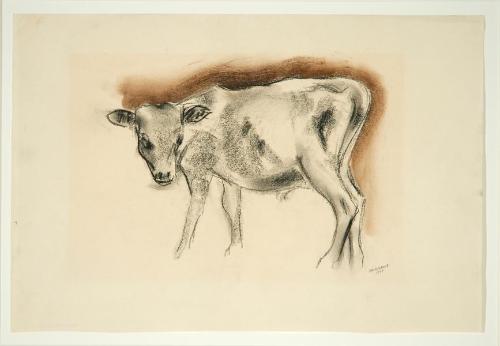 Calf