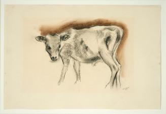 Calf