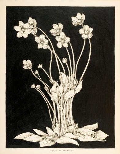 Grass of Parnassus