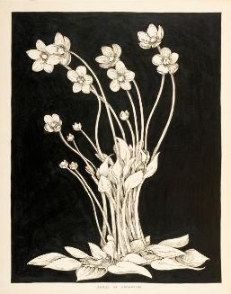 Grass of Parnassus