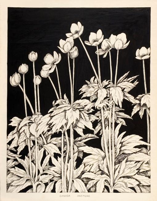 Canada Anemone