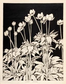 Canada Anemone