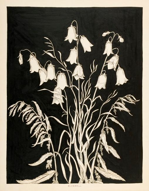 Bluebell