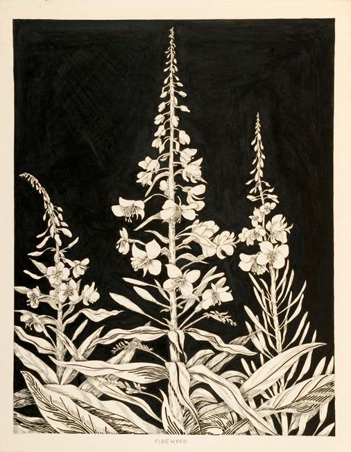 Fireweed