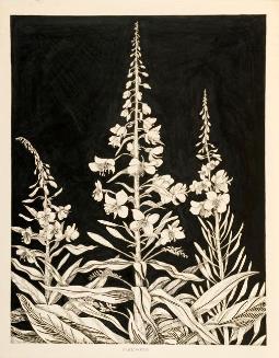Fireweed