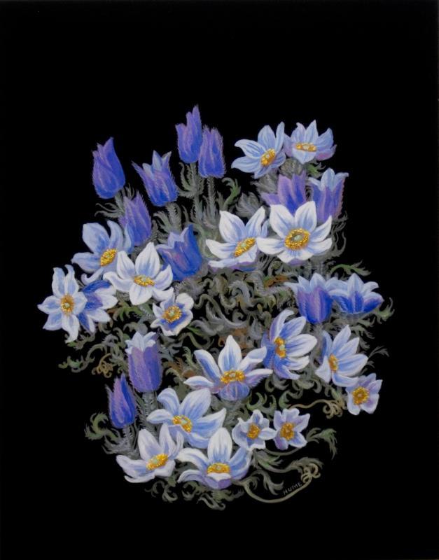 Crocus Anemone (anemone patens)