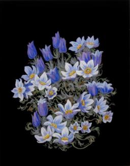 Crocus Anemone (anemone patens)