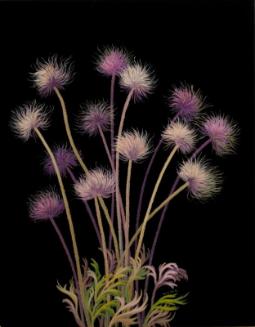 Crocus Anemone Plumes (anemone patens)
