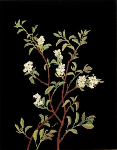 Saskatoon Berry Blossom (amelanchier alnifolia)