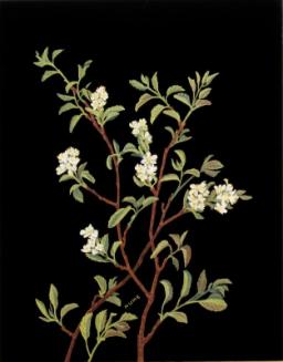 Saskatoon Berry Blossom (amelanchier alnifolia)