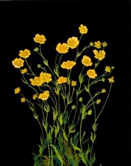 Prairie Buttercup (ranunculus rhomboideus)