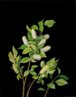 Choke Cherry Blossoms (prunus virginiana)