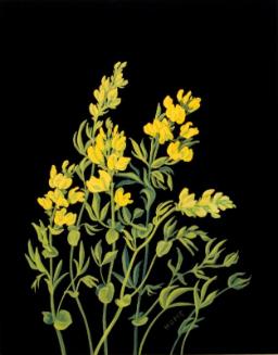 Golden Bean (thermopsis rhombifolia)