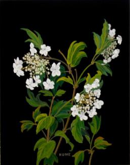 High Bush Cranberry (viburnum trilobum)