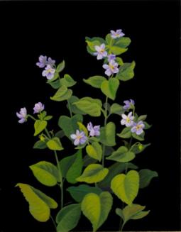 Western Canada Violet (viola rugulosa)