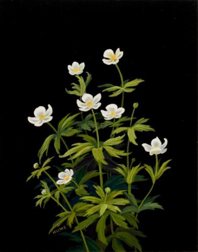 Canada Anemone (anemone canadensis)