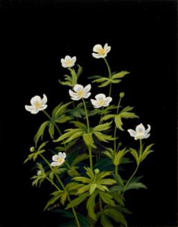 Canada Anemone (anemone canadensis)