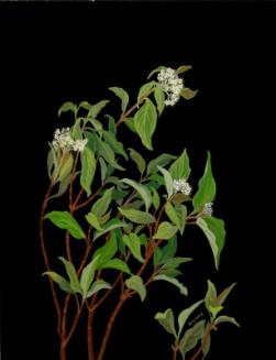 Red-Osier Dogwood (cornus stolonifera)
