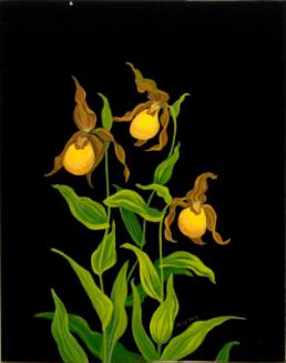 Lady's Slipper (cypripedium calceolus)