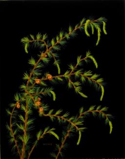 Tamarack (larix laricina)