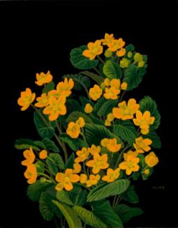 Marsh Marigold (caltha palustris)