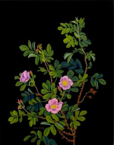Low Prairie Rose (rosa arkansana)