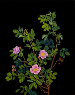 Low Prairie Rose (rosa arkansana)