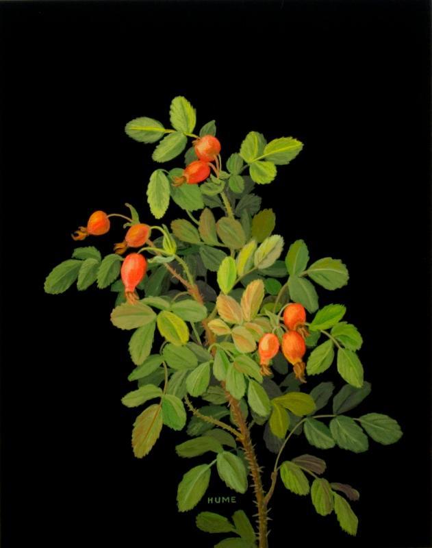 Prickly Rose Hips (rosa acicularis)