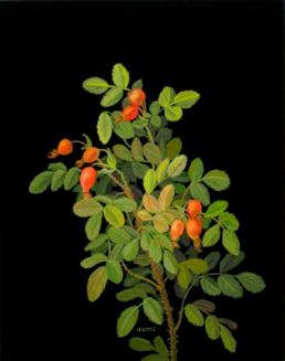 Prickly Rose Hips (rosa acicularis)