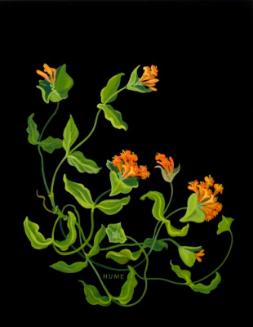 Twining Honeysuckle (lonicera glaucescens)