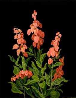 Sand Dock (rumex venosus)