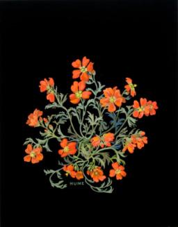Scarlet Mallow (malvastrum coccineum)
