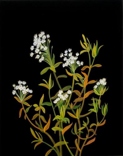 Labrador Tea (ledum groenlandicum)