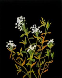 Labrador Tea (ledum groenlandicum)