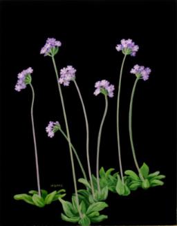 Mealy Primrose (primula incana)