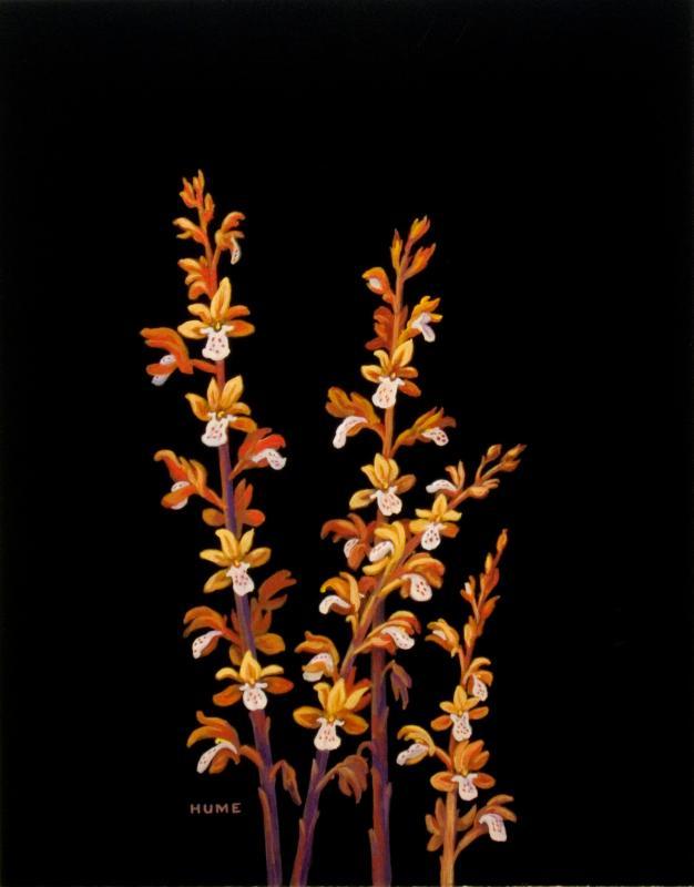 Large Coralroot (corallorhiza maculata)