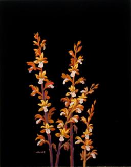 Large Coralroot (corallorhiza maculata)