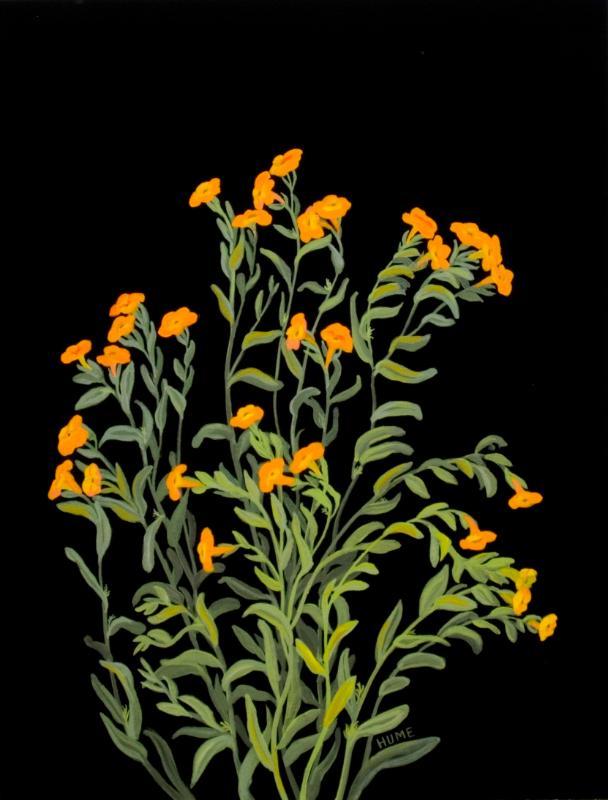 Puccoon (lithospermum)
