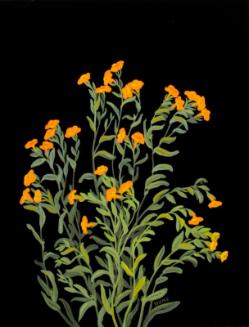 Puccoon (lithospermum)