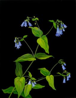 Tall Lungwort (mertensia paniculata