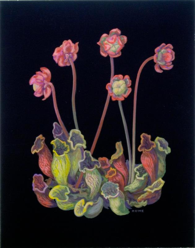 Pitcher Plant (saracenia purpurea)