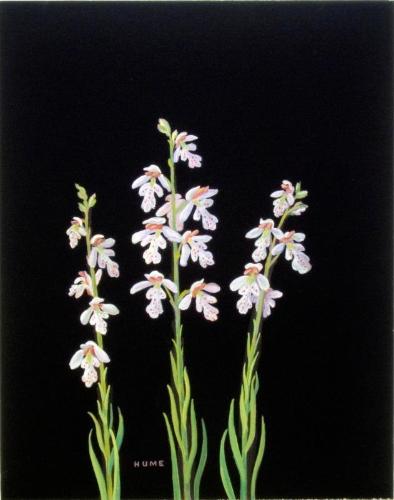 Spotted Orchid (orchidaceae)