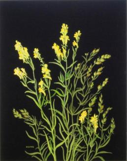 Toad-flax(butter-and-eggs)(linaria vulgaris)