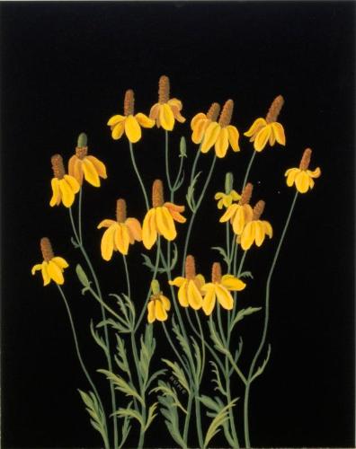 Cornflower (ratibida columnifera)