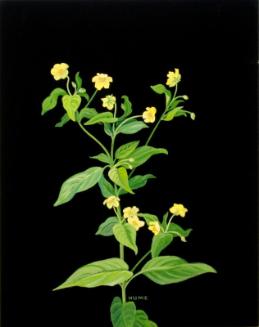 Fringed Loosestrife (lysimachia ciliata)