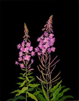 Fireweed (epilobium angustifolium)