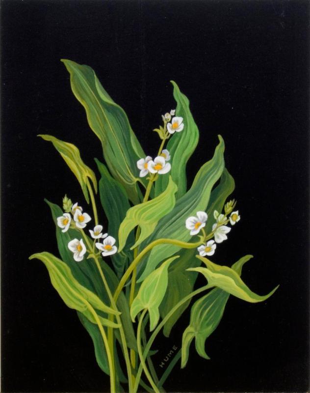 Arum-leaved Arrowhead (sagittaria cuneata)